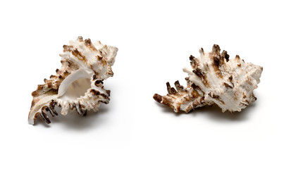 Obraz na płótnie Canvas Sea conch isolated on white