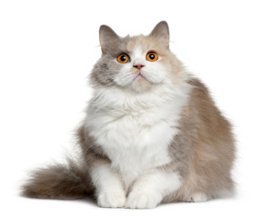 Front view of British longhair cat, 11 months old, sitting