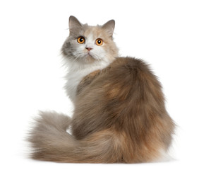 Fototapeta premium Rear view of British longhair cat, sitting and looking back