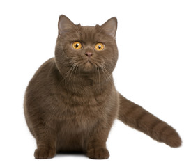 Obraz premium Front view of British shorthair cat, sitting and looking up