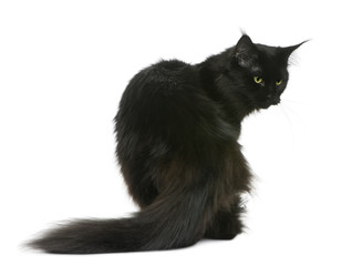Rear view of Maine coon, 3 years old, sitting and looking back