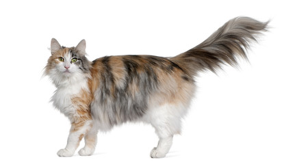 Side view of Norwegian Forest Cat, standing