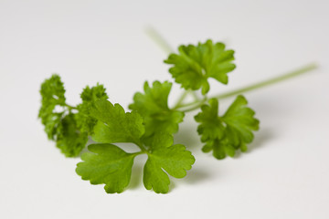 parsley leaf isolated