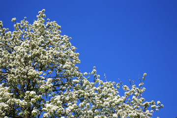 Pear tree blossom in spring