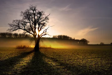 Papier Peint photo Lavable Campagne lone tree in misty field