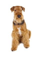 airedale