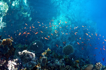 underwater landscape