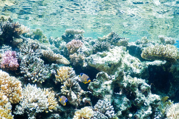 underwater landscape