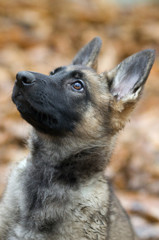 berger allemand