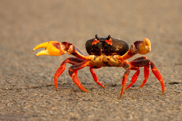 Crab running across road
