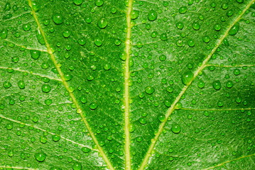 Wet green leaf