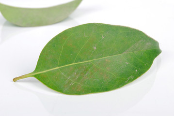 leaves
