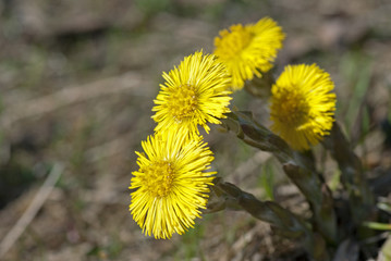 Coltsfoot