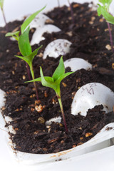 Starting Vegetables from Seeds