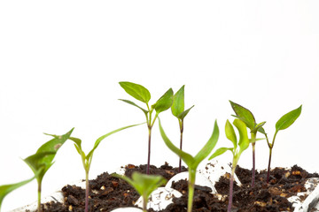 New Vegetable Seedlings