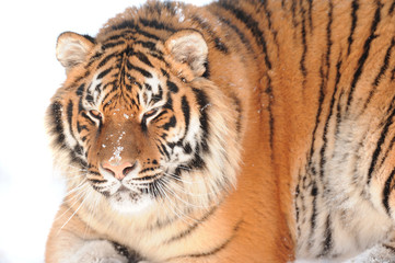 Tiger on the white background