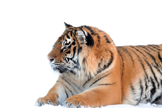 Tiger on the white background