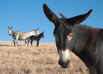Donkey Portrait © ollirg