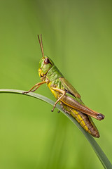 Grashüpfer