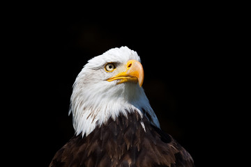 Weißkopfseeadler