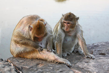 Fototapeta premium Monkey Grooming