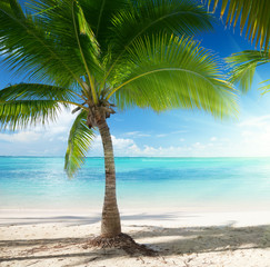 Caribbean sea and coconut palms