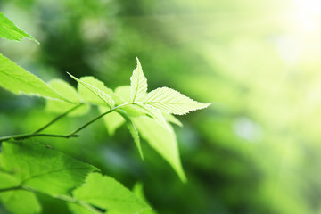 green leaves in deep forest