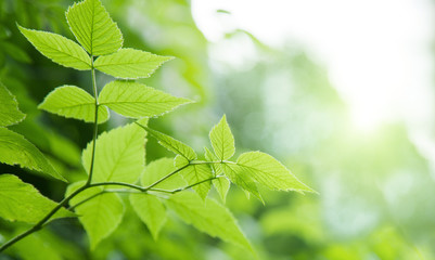 Fototapeta na wymiar green leaves in deep forest