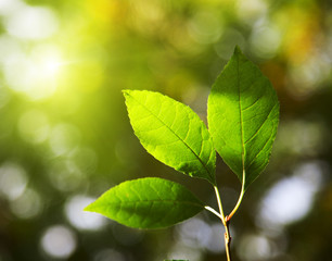 leaves in forest and sunset