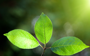 leaves in forest and sunset