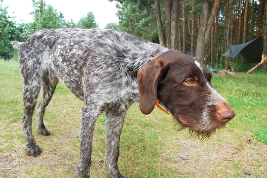 german wirehaired pointer california
