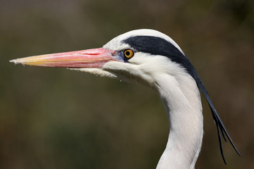 Fototapeta premium héron cendré, ardea cinerea