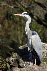 héron cendré, ardea cinerea