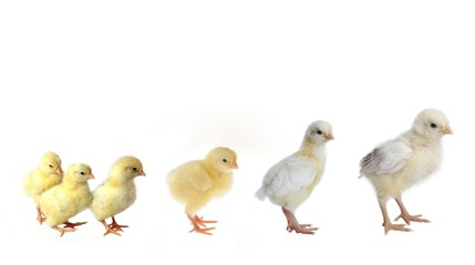 six nestlings