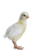 nestling