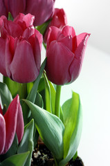 Rote Tulipa Hybride im Sonnenlicht