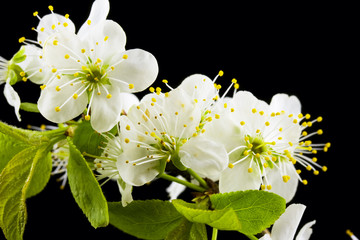 white flowers isolated on the black background