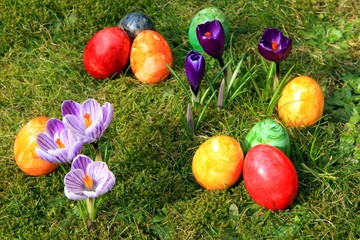 Bunt bemalte Ostereier und Krokusse auf der Wiese