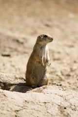 meerkat near burrow