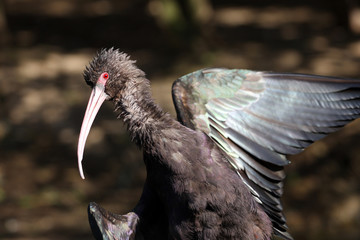 Naklejka premium Ibis falcinelle,plegadis falcinellus