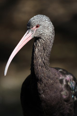 Ibis falcinelle,plegadis falcinellus