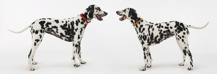 two dalmatians standing face to face - obrazy, fototapety, plakaty