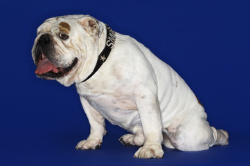 bulldog sitting side view