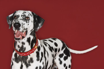 dalmatian standing looking up mouth open