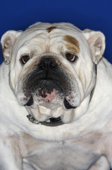 bulldog close-up