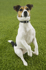 Fototapeta premium jack russell terrier sitting up front view