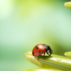 ladybug
