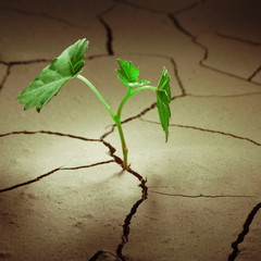 sprout vine in droughty ground