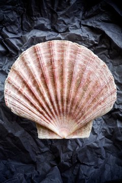 Coquille