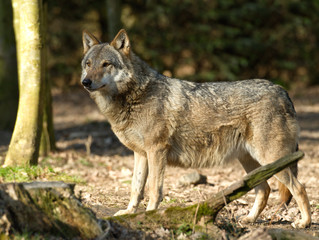 Naklejka na ściany i meble Loup d'Europe - Eurasian Wolf